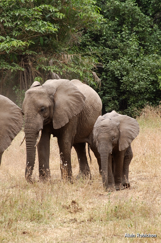 Tanzanie0397EPV0424.jpg