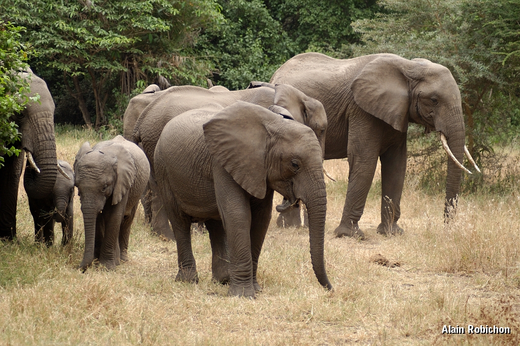 Tanzanie0401EPV0428.jpg