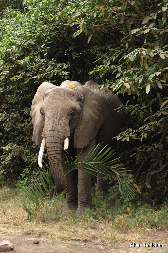 Tanzanie0402EPV0429.jpg