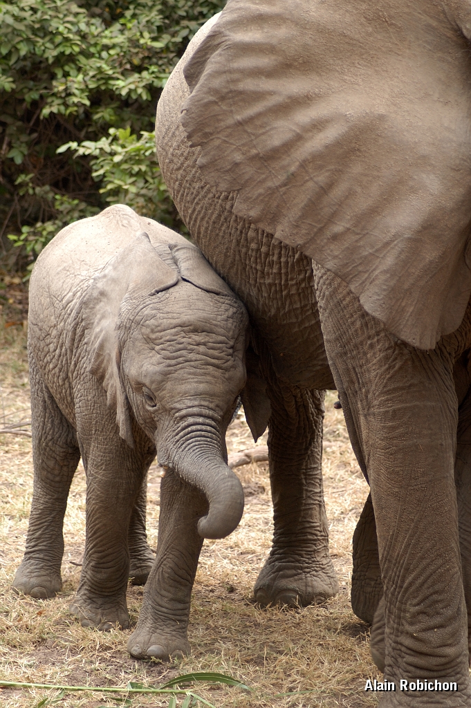 Tanzanie0405EPV0432.jpg
