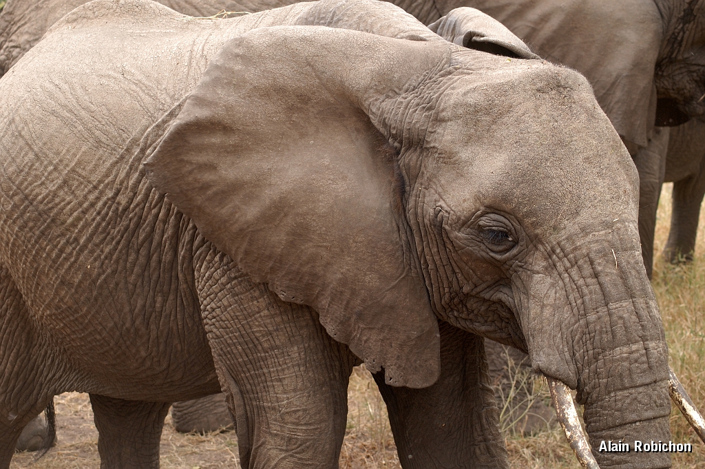 Tanzanie0406EPV0433.jpg
