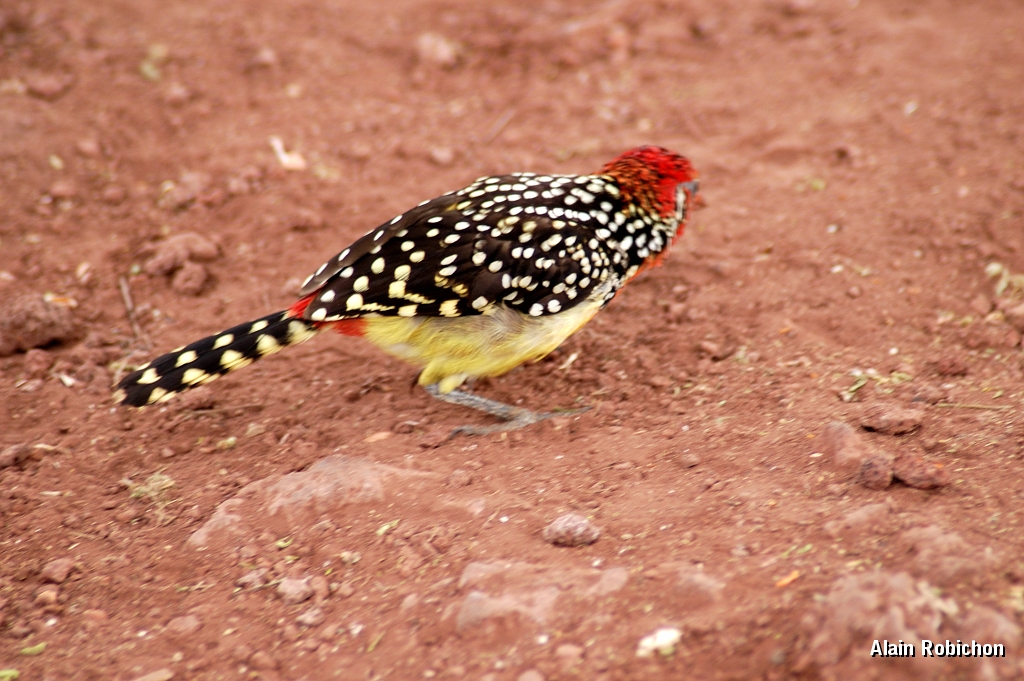 Tanzanie0413EPV0443.jpg