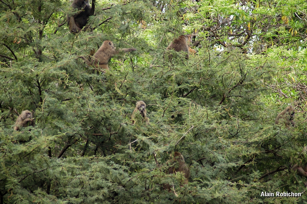 Tanzanie0416EPV0446.jpg