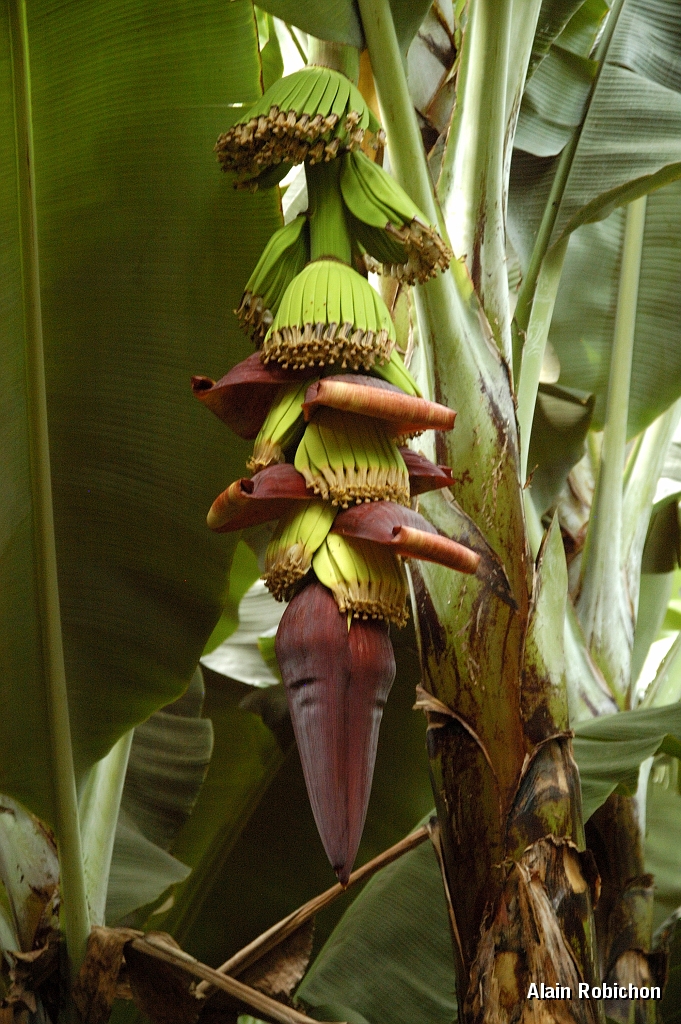 Tanzanie0427EPV0458.jpg