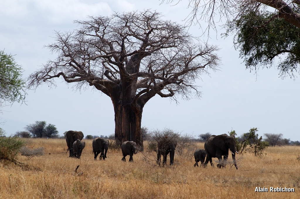 Tanzanie0437EPV0469.jpg