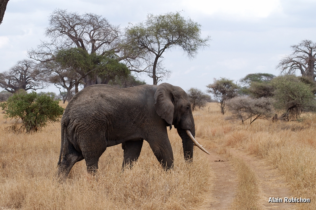Tanzanie0444EPV0478.jpg