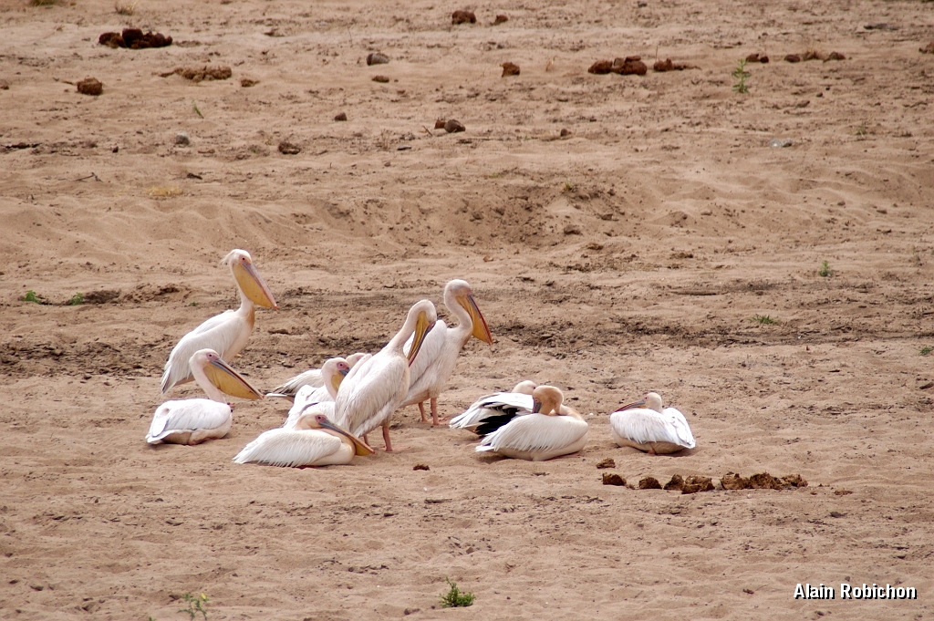 Tanzanie0448EPV0482.jpg