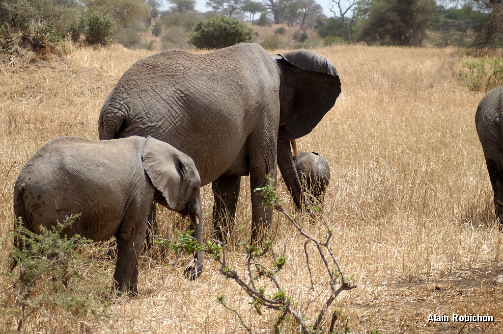 Tanzanie0455EPV0489.jpg