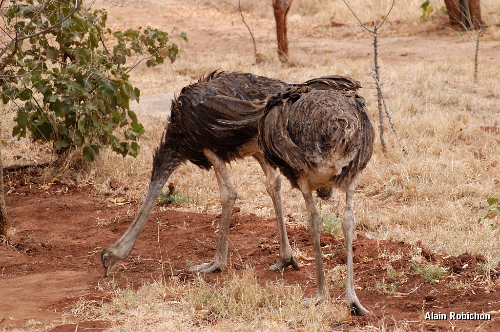 Tanzanie0469EPV0503.jpg