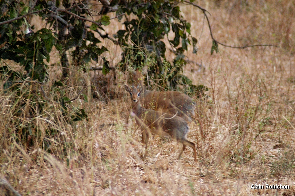 Tanzanie0484EPV0519.jpg