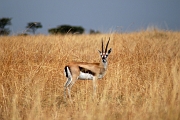 Tanzanie0063EPV0081