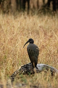 Tanzanie0067EPV0085