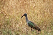 Tanzanie0068EPV0086