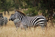 Tanzanie0069EPV0087