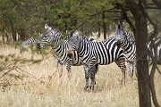 Tanzanie0070EPV0088