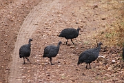 Tanzanie0090EPV0108