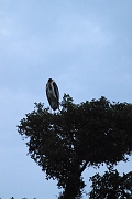 Tanzanie0105EPV0125