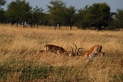 Tanzanie0109EPV0129