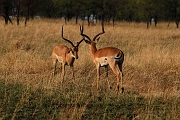 Tanzanie0111EPV0131