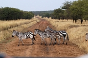 Tanzanie0119EPV0139