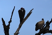 Tanzanie0124EPV0144