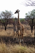 Tanzanie0126EPV0146