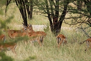 Tanzanie0134EPV0155