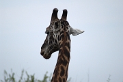 Tanzanie0143EPV0164