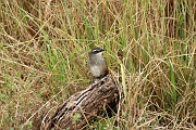 Tanzanie0158EPV0179