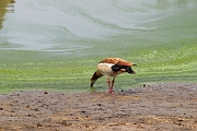 Tanzanie0165EPV0186