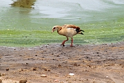 Tanzanie0166EPV0187