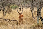 Tanzanie0174EPV0196