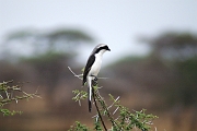Tanzanie0181EPV0203