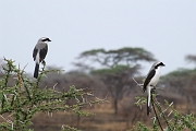 Tanzanie0183EPV0205