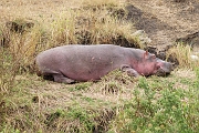 Tanzanie0184EPV0206