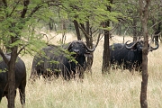 Tanzanie0191EPV0213