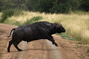 Tanzanie0193EPV0215