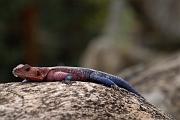 Tanzanie0196EPV0218