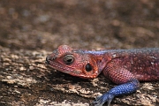 Tanzanie0198EPV0220
