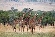 Tanzanie0200EPV0222