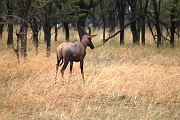 Tanzanie0204EPV0226