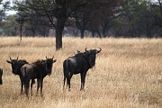 Tanzanie0207EPV0229