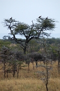 Tanzanie0208EPV0230