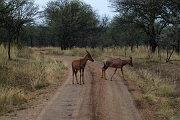 Tanzanie0209EPV0231