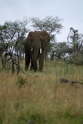Tanzanie0223EPV0242
