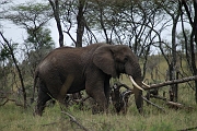Tanzanie0225EPV0251