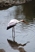 Tanzanie0230EPV0256