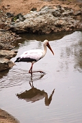 Tanzanie0232EPV0258