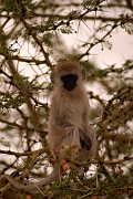 Tanzanie0238EPV0264