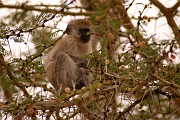 Tanzanie0239EPV0265